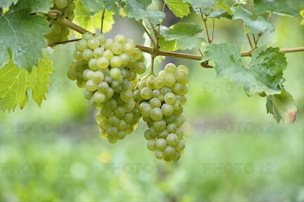 Close-up of grape vine with Riesling grapes near Bremm