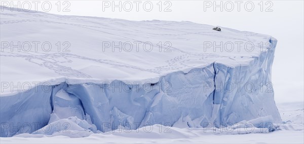 Polar bears