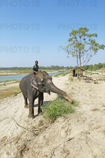 Mahut on a Elephant