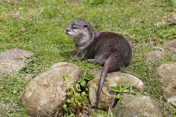 Oriental small-clawed otter