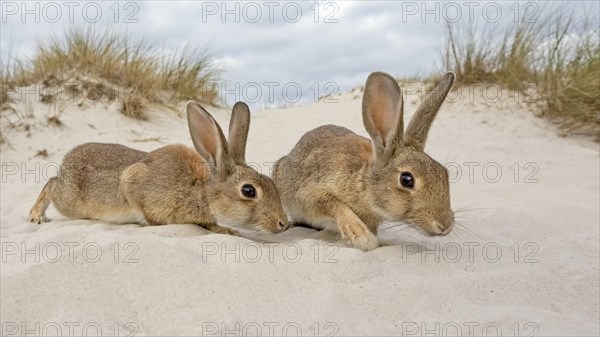 Wild rabbits