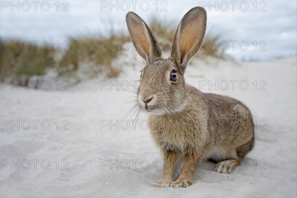 Wild rabbit