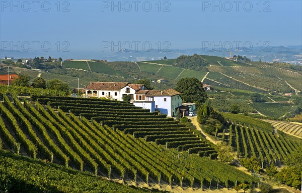 Winery and vineyards of Nebbiolo grapes for Barbaresco red wine