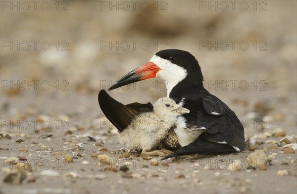 Black skimmer