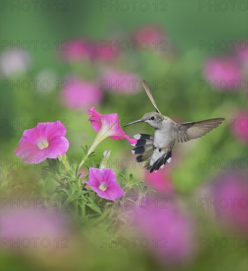 Ruby-throated Hummingbird