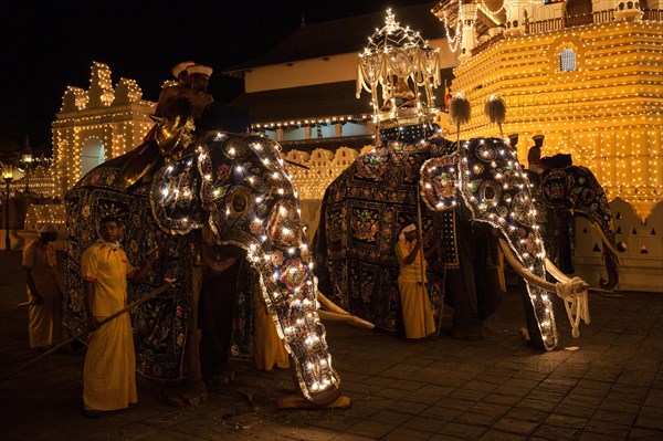 Decorated elephants