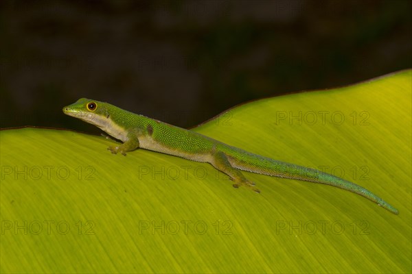 Peacock day gecko