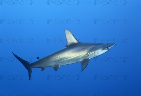 Scalloped hammerhead shark