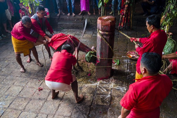 Priest with big sword sacrificing water buffalo