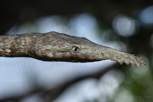 Madagascar leaf-nosed snake