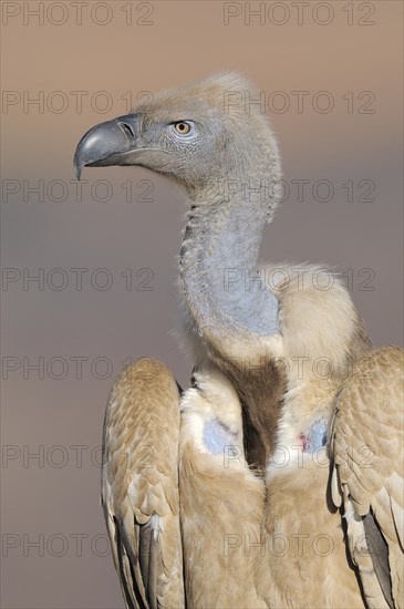 Cape vulture