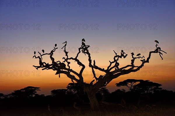 White Storks