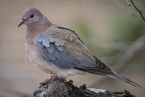 Laughing dove