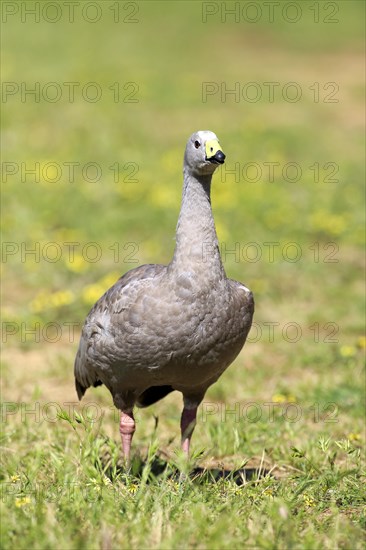 Cape Barren goose