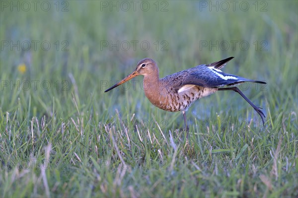 Black-tailed godwit