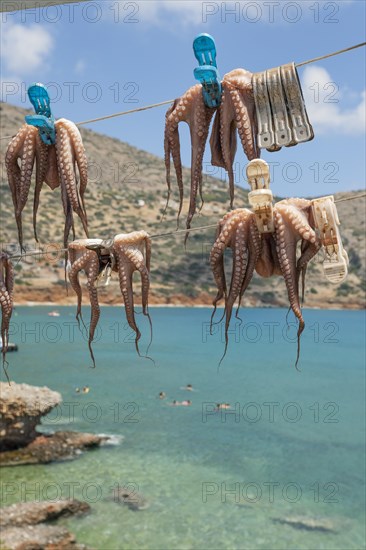 Octopuses hung up to dry on washing lines