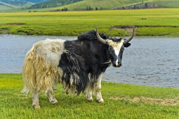 Yak