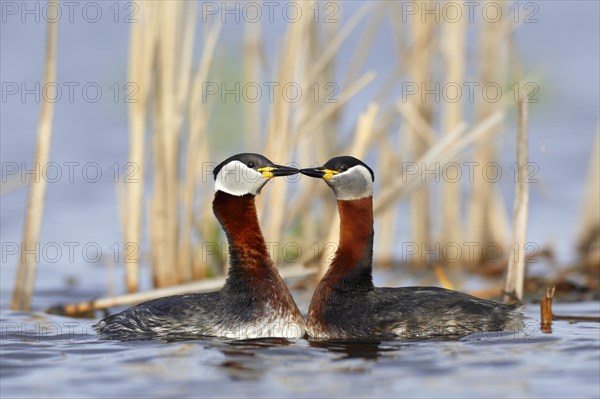 Red-necked grebes