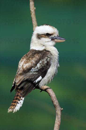 Laughing kookaburra