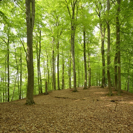 Untouched beech forest