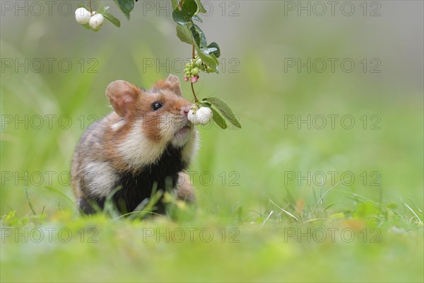 European hamster