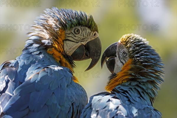 Blue and yellow macaws