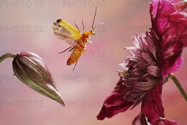 Common red soldier beetle