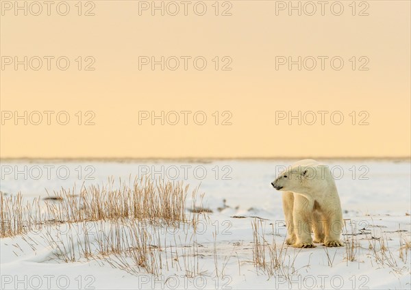 Polar bear