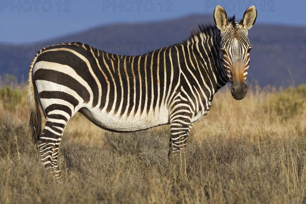 Cape mountain zebra