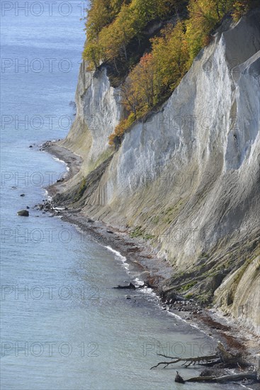 Fallen trees along chalk coast