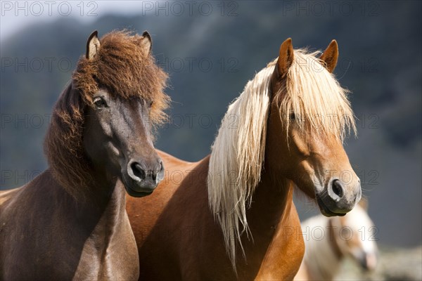 Liver chestnut and dun Icelandic