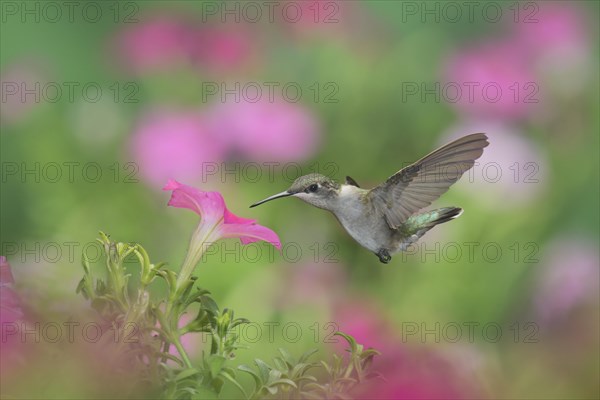 Ruby-throated Hummingbird