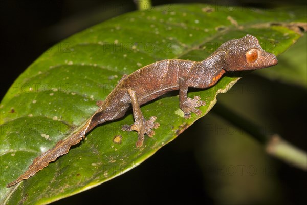 Uroplatus