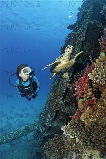 Diver observing loggerhead sea turtle