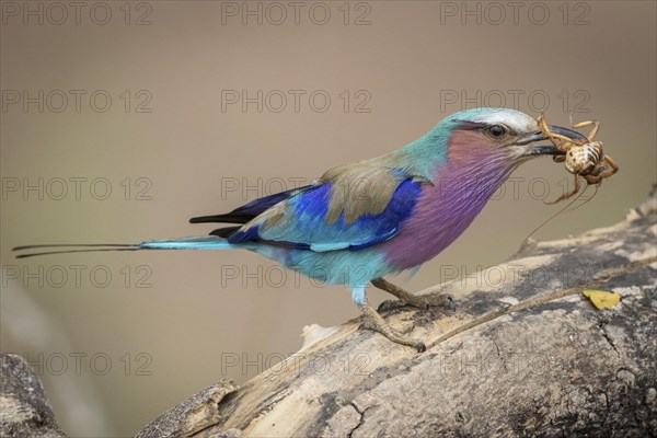 Lilac-breasted roller