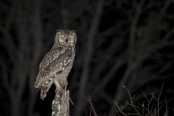 Spotted eagle-owl