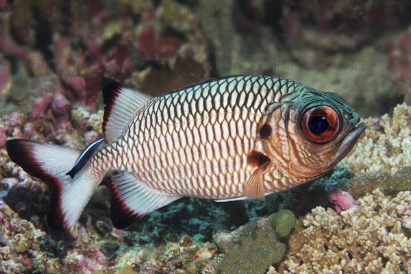 Shadowfin soldierfish