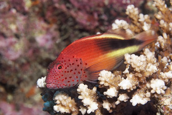 Blackside Hawkfish