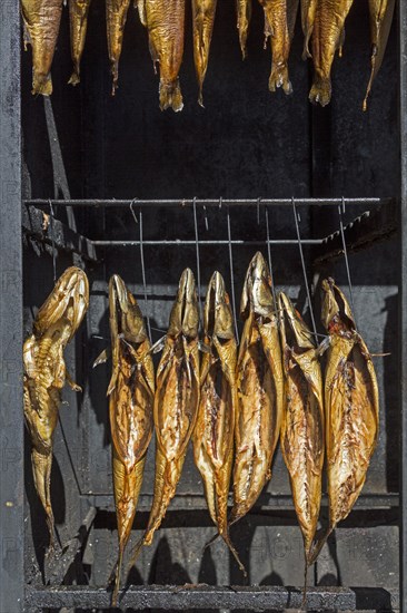 Smoked fish in smokehouse