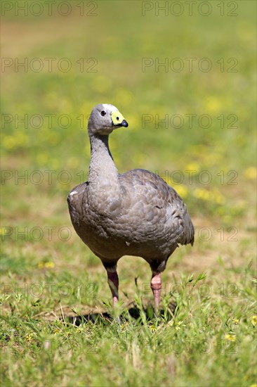 Cape Barren goose