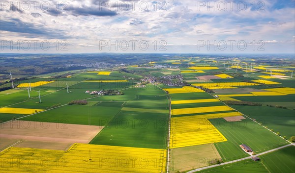 Flowering yellow rape fields