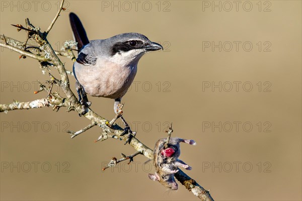 Southern grey shrike