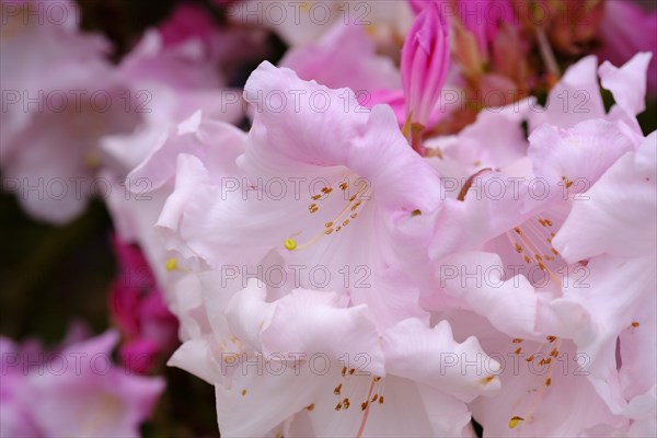 Flower of Rhododendron 'Venus'