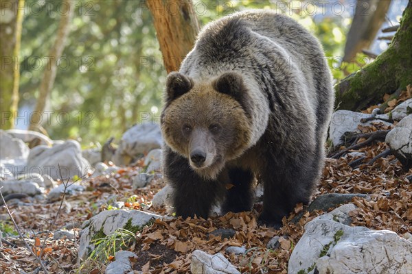 European brown bear or Eurasian Brown Bear
