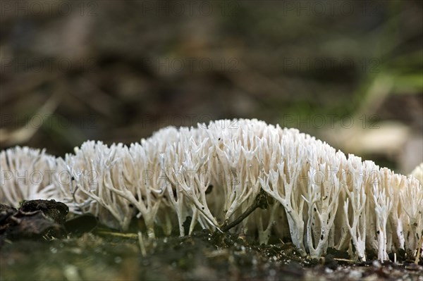 Coral fungus