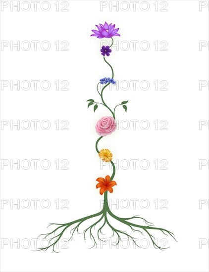 Chakra symbols represented as associated with chakras flowers and colors growing from a root chakra