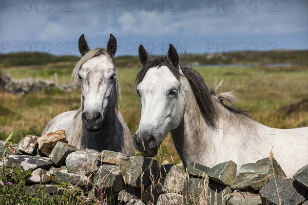 Connemara ponies look over stone wall