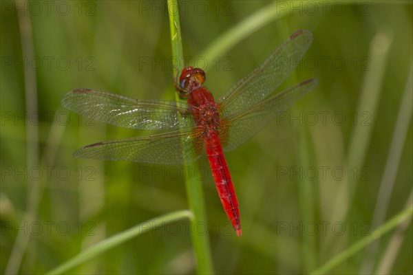 Red Dragonfly