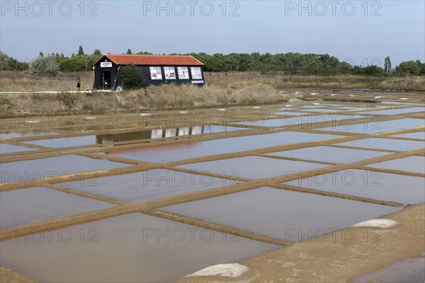 Salt marshes