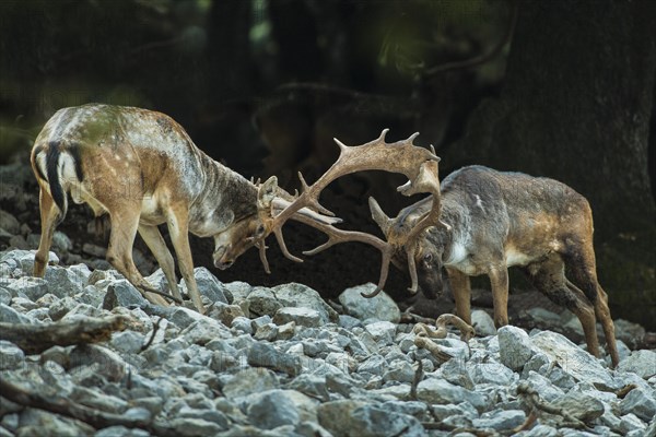 Fallow deer